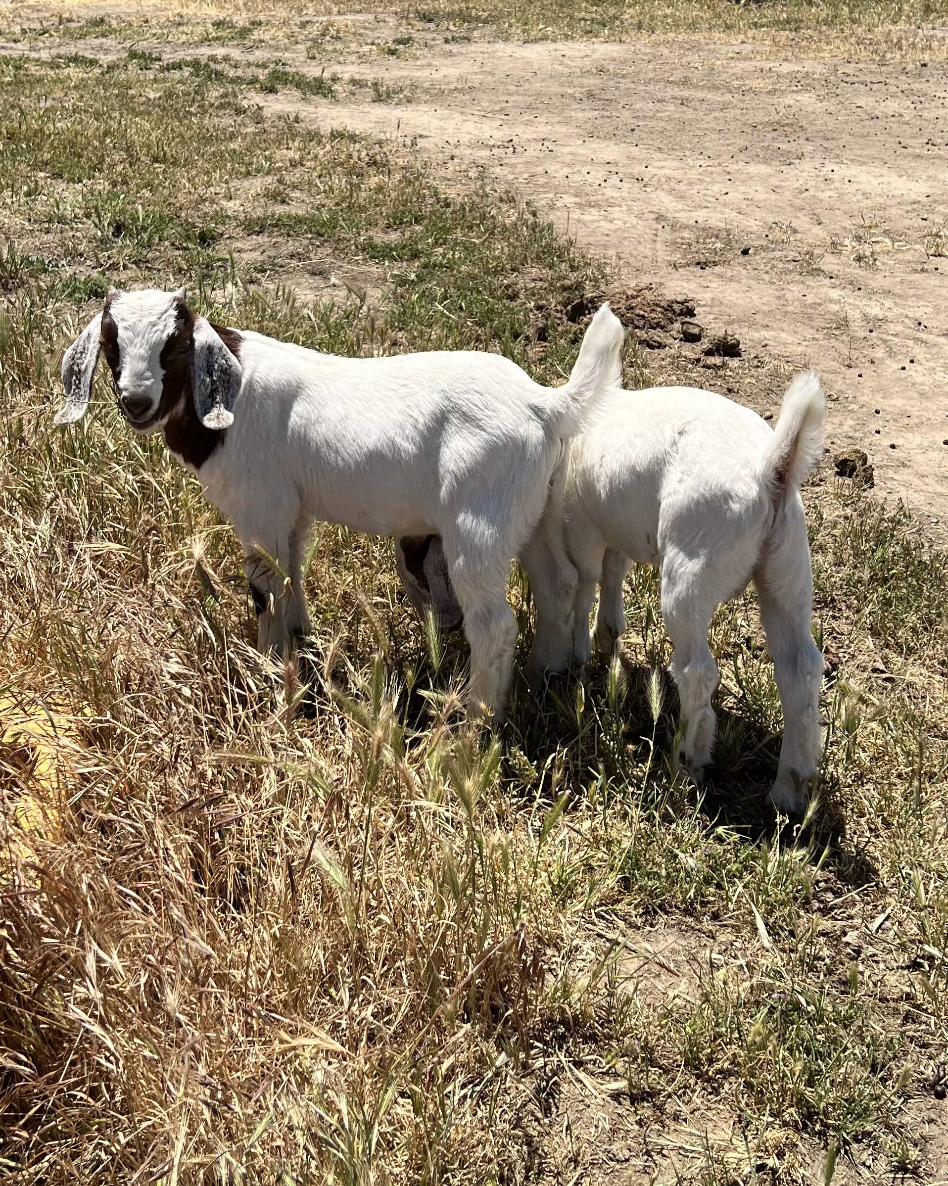 Goat_dip_7