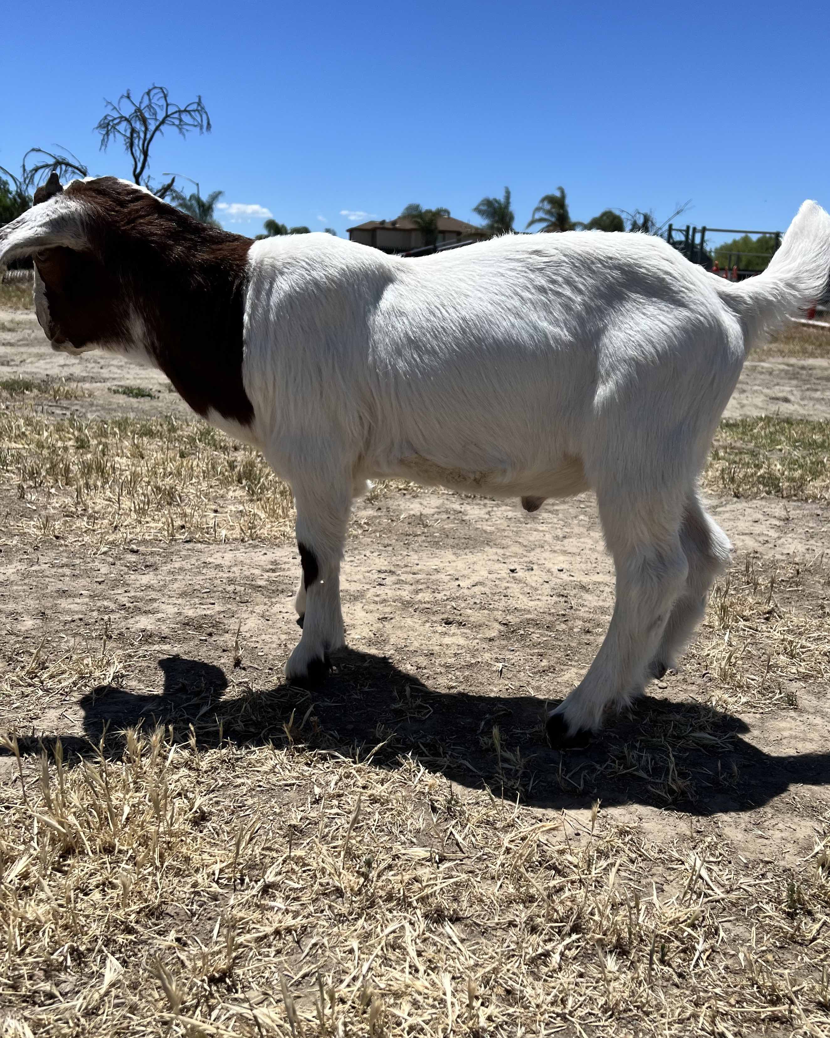 Goat_dip_8