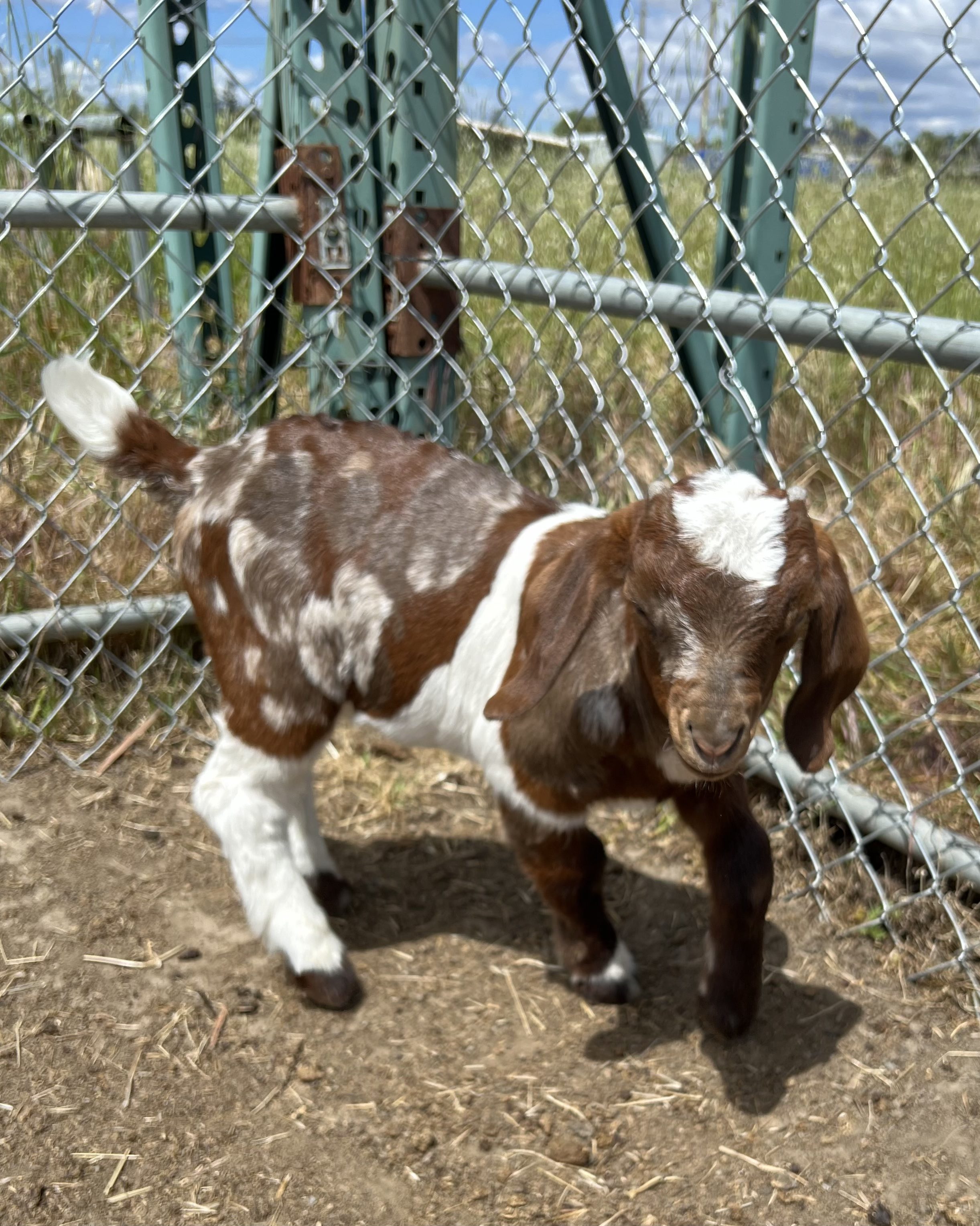 Goat_saddle_4