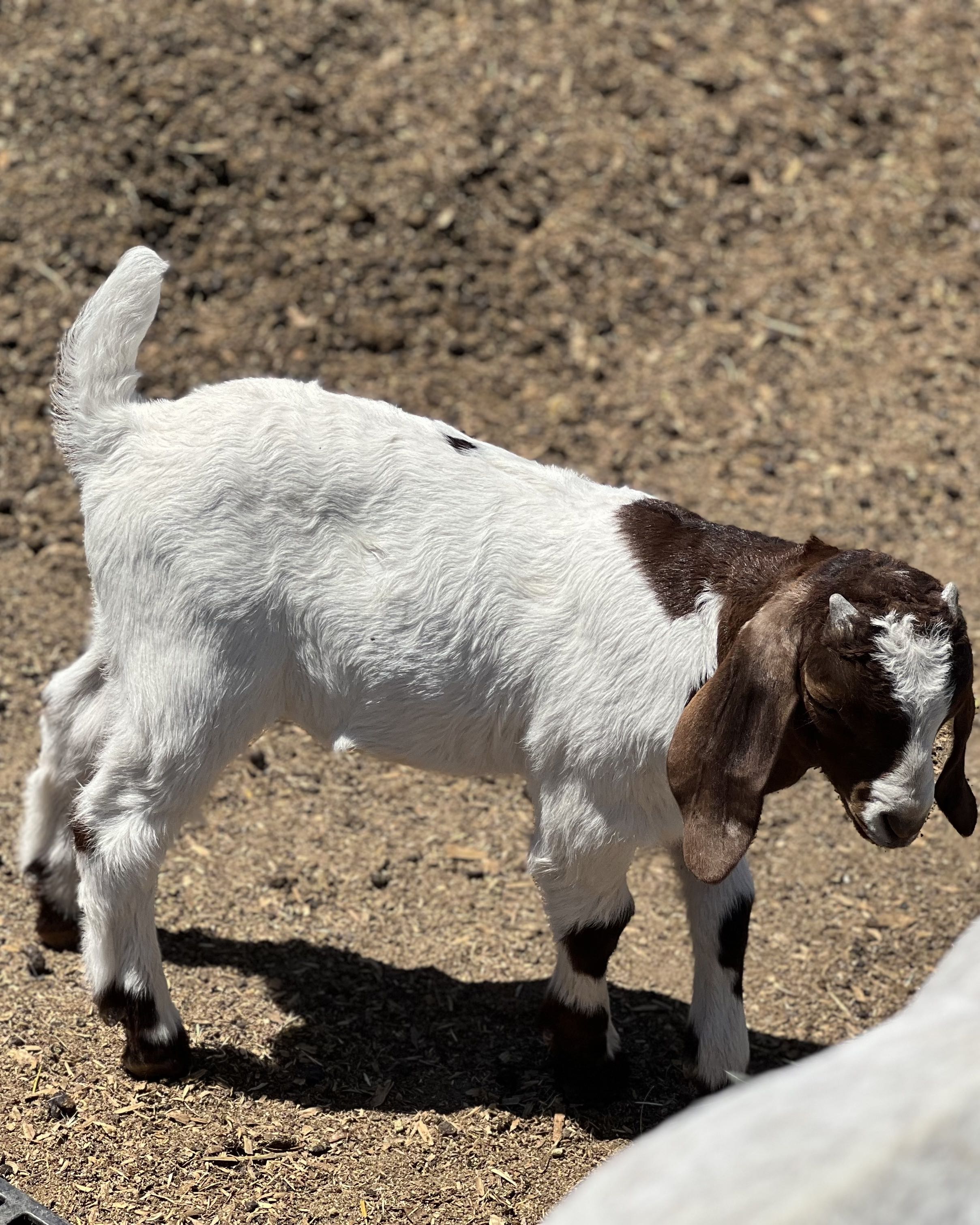 Goat_spot_1