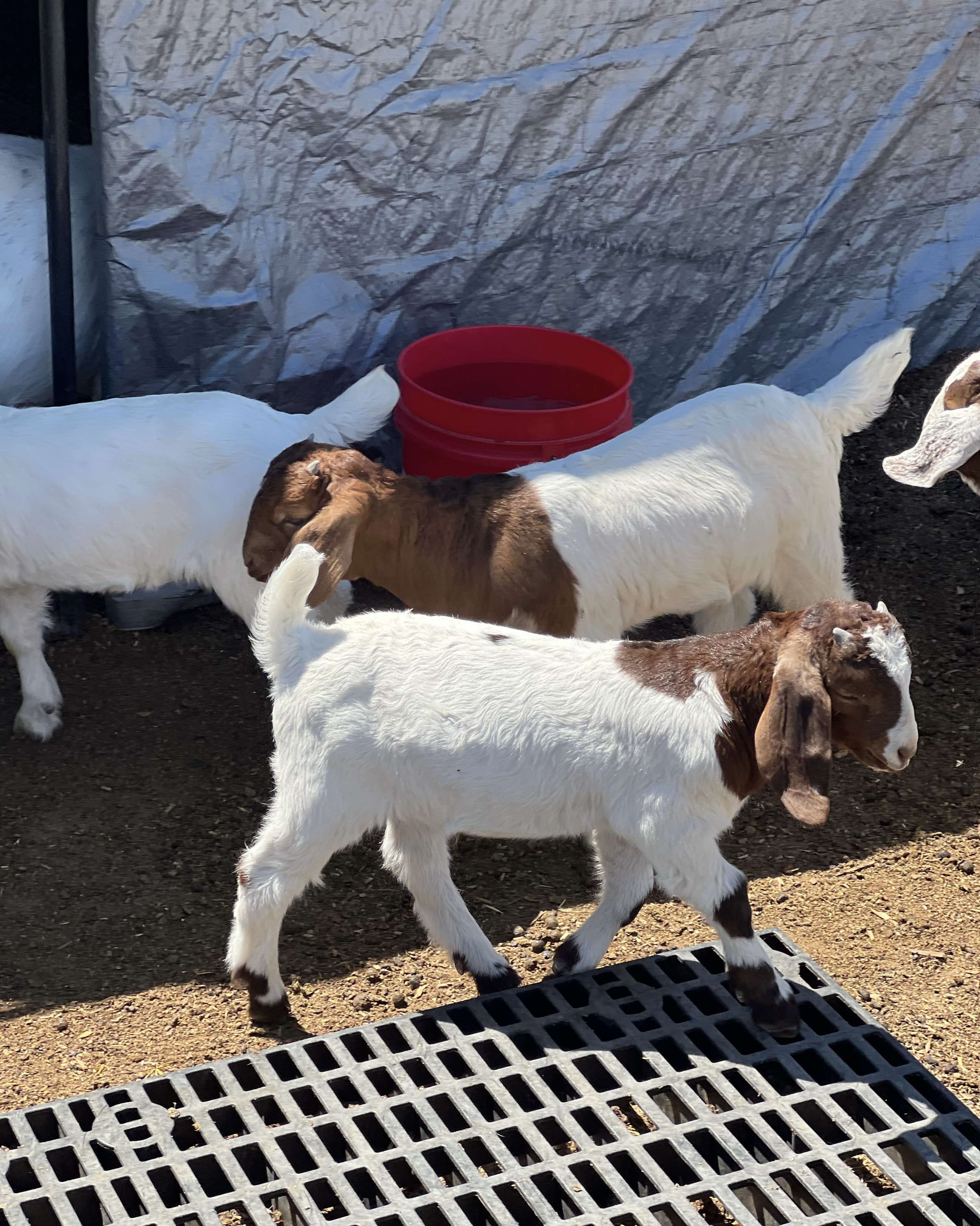 Goat_saddle_2