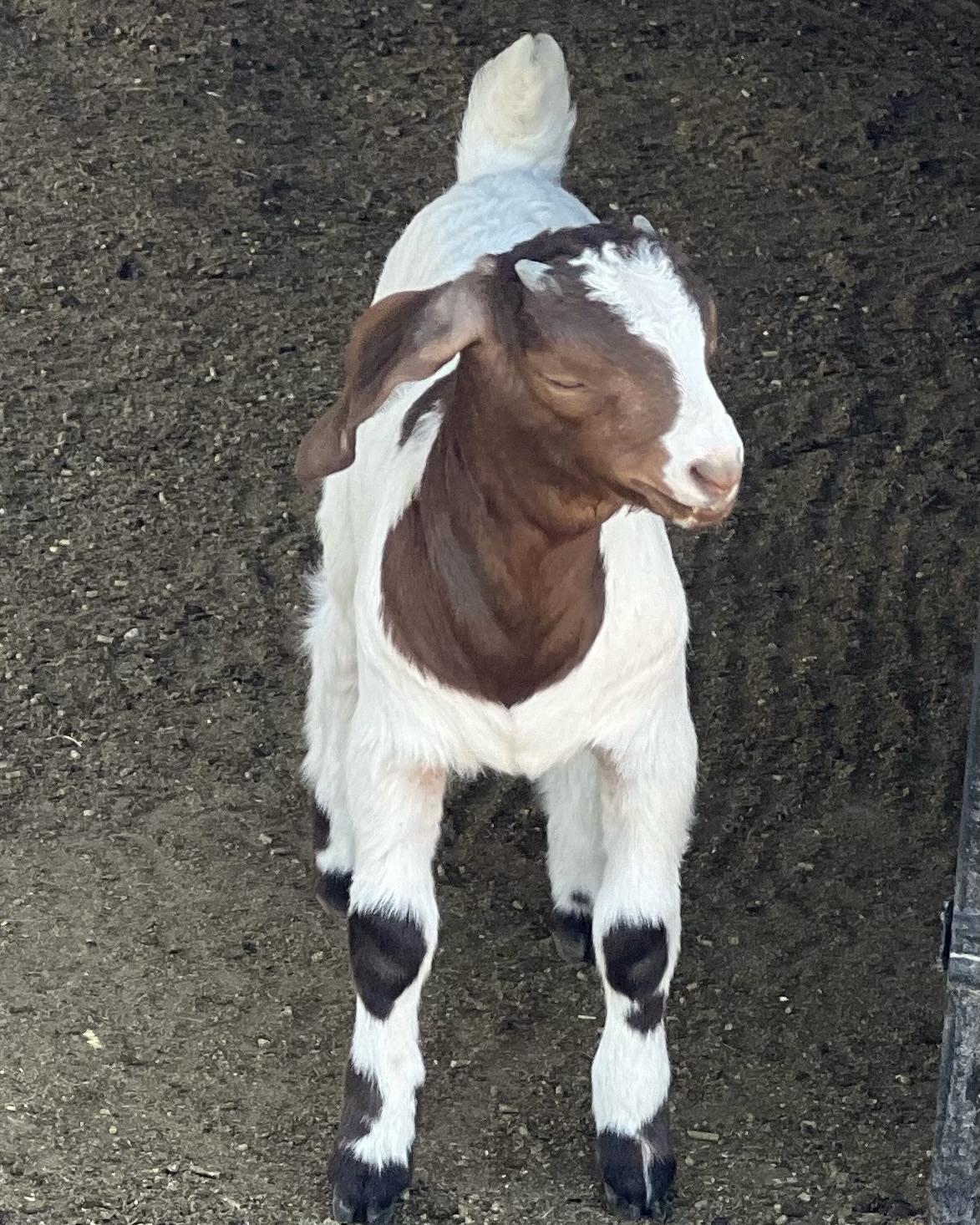 Goat_saddle_3