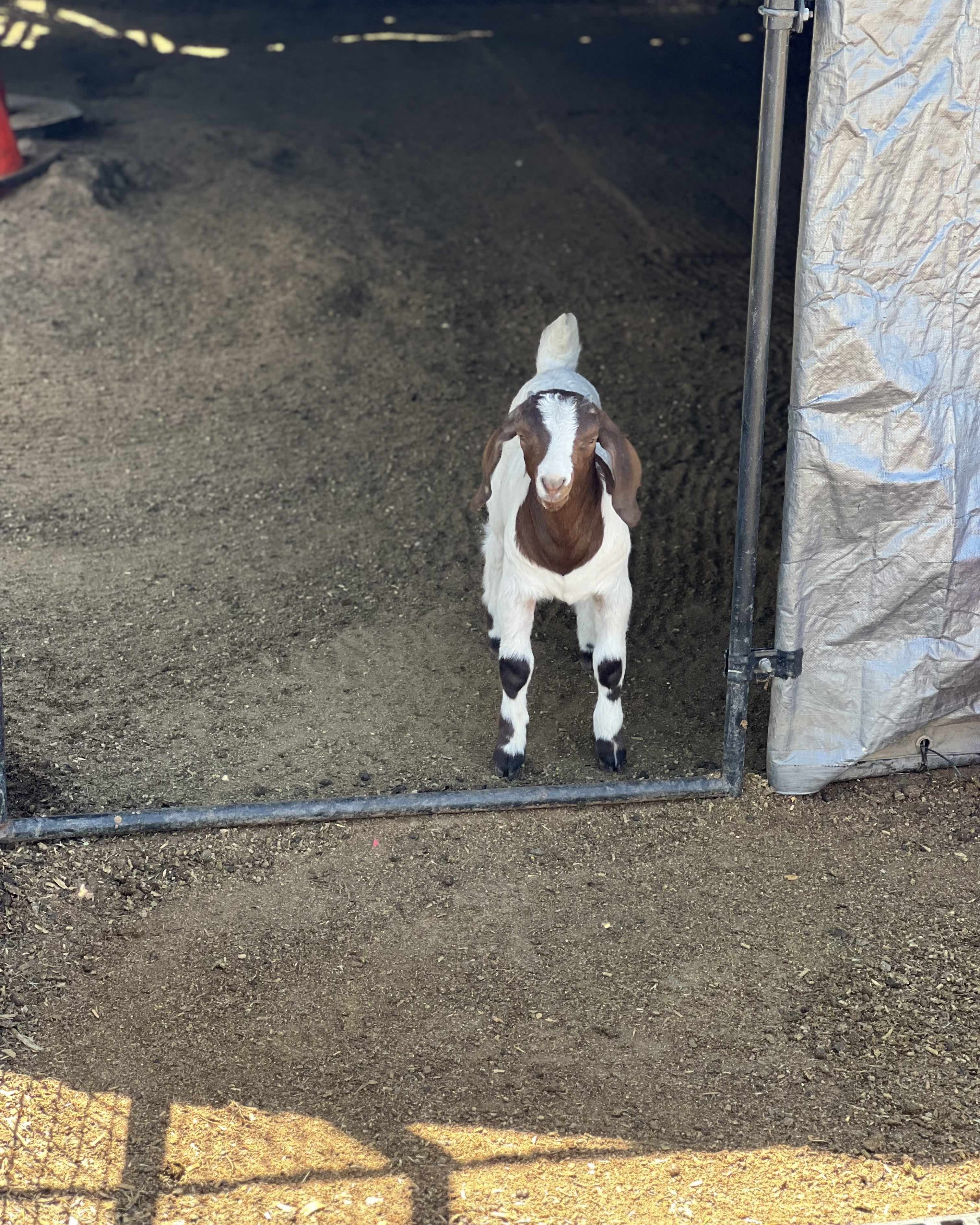 Goat_saddle_4
