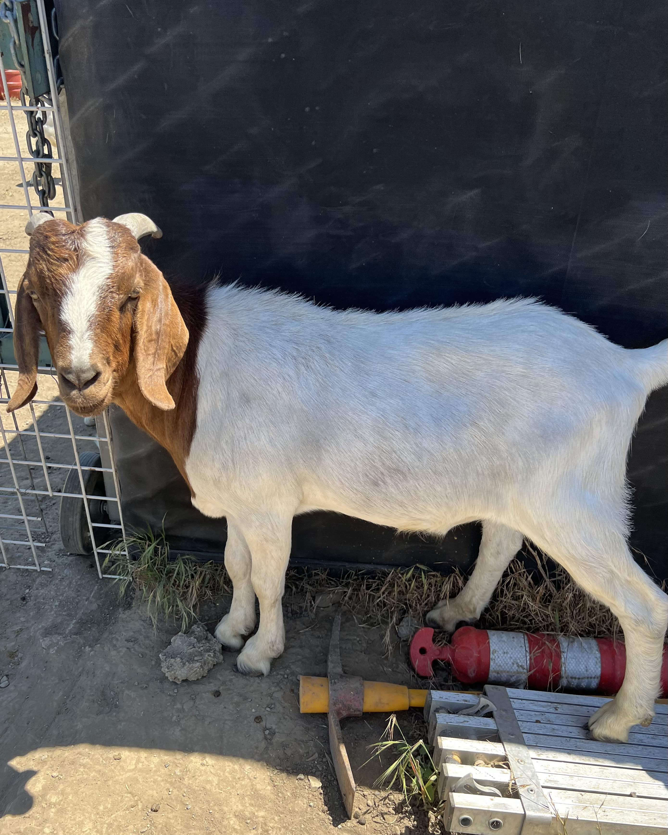 goat_hooper_4