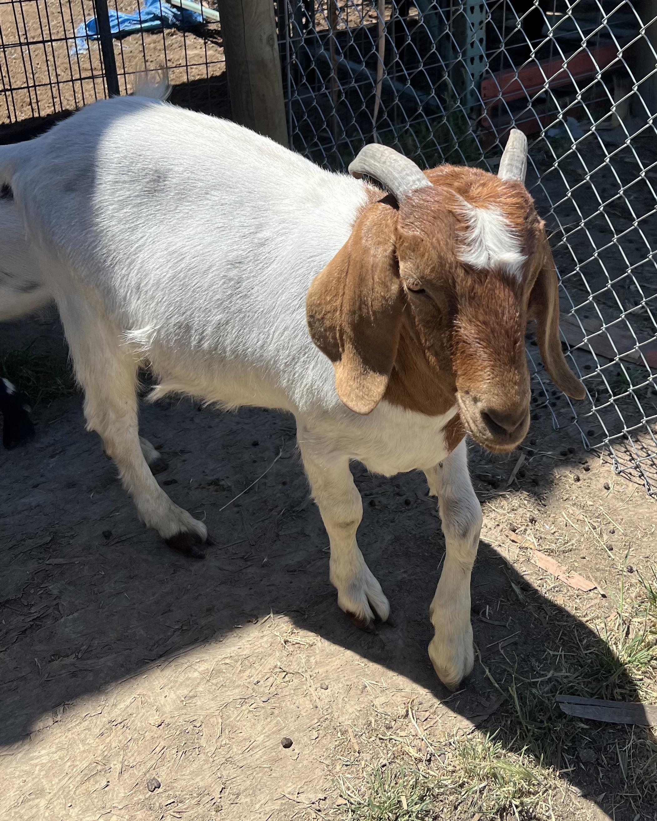 goat_matute_4